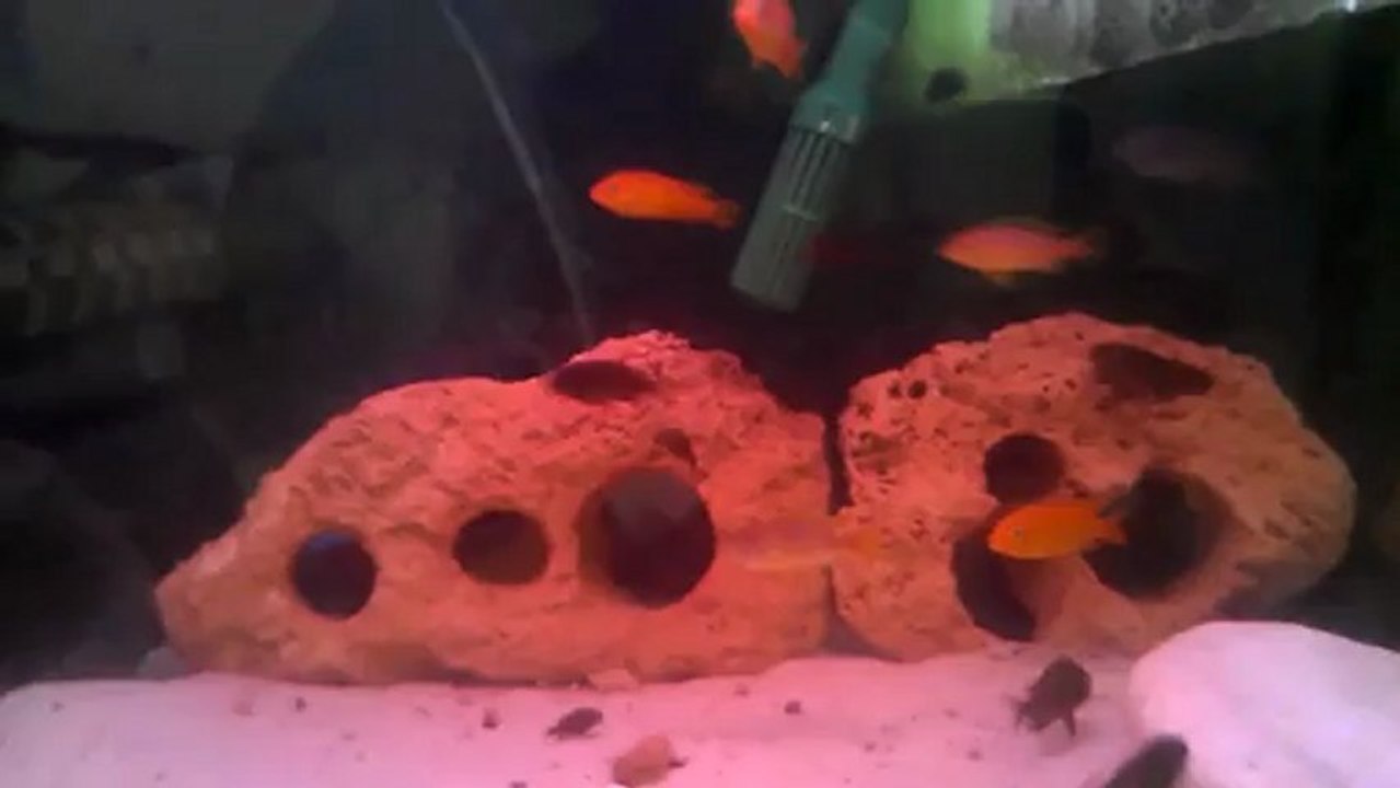 msobo magunga damızlık altı