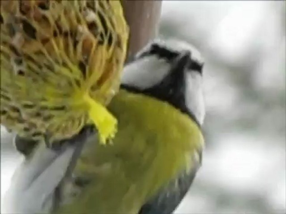 Mésanges: charbonnières, bleues, nonnettes et noire