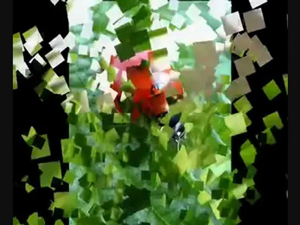 Lady Bird