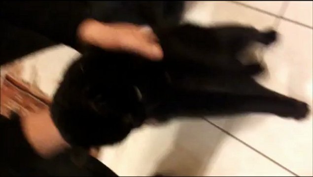 baby shark danse dad shark, shark family