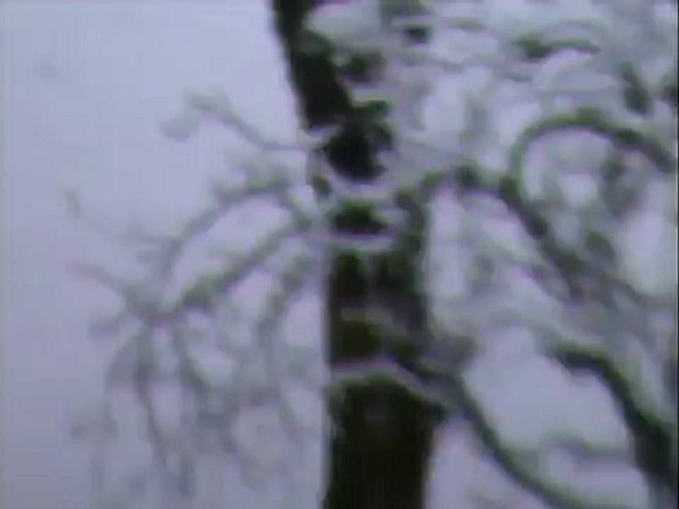 chevreuils dans la neige 2