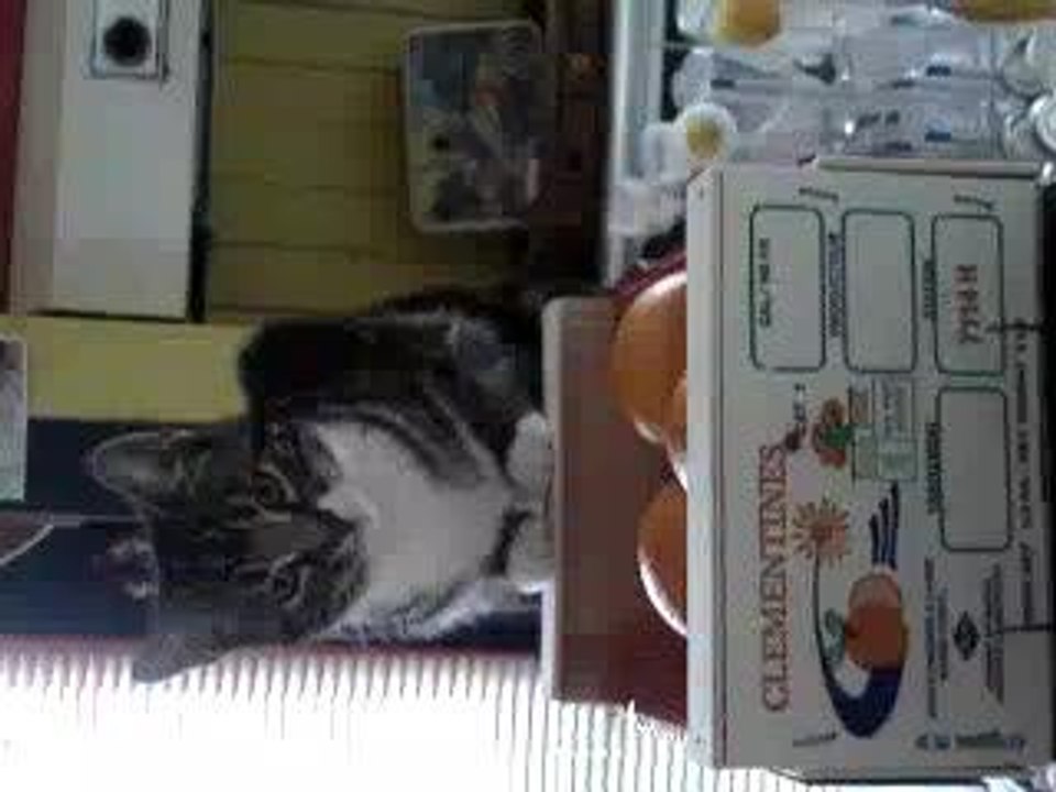 Nougatine et les clementines