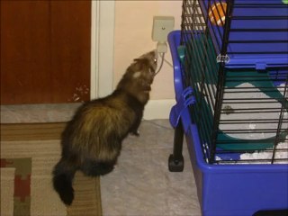 Chinook the Ferret Memory Lane