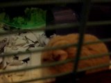 Fat Hamster eating a Cracker