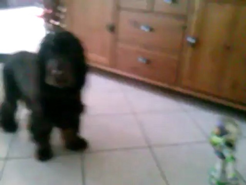 chien VS buzz l'eclair