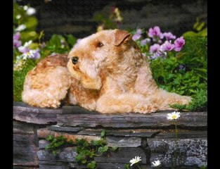 tutte le razze di cani del mondo parte 3