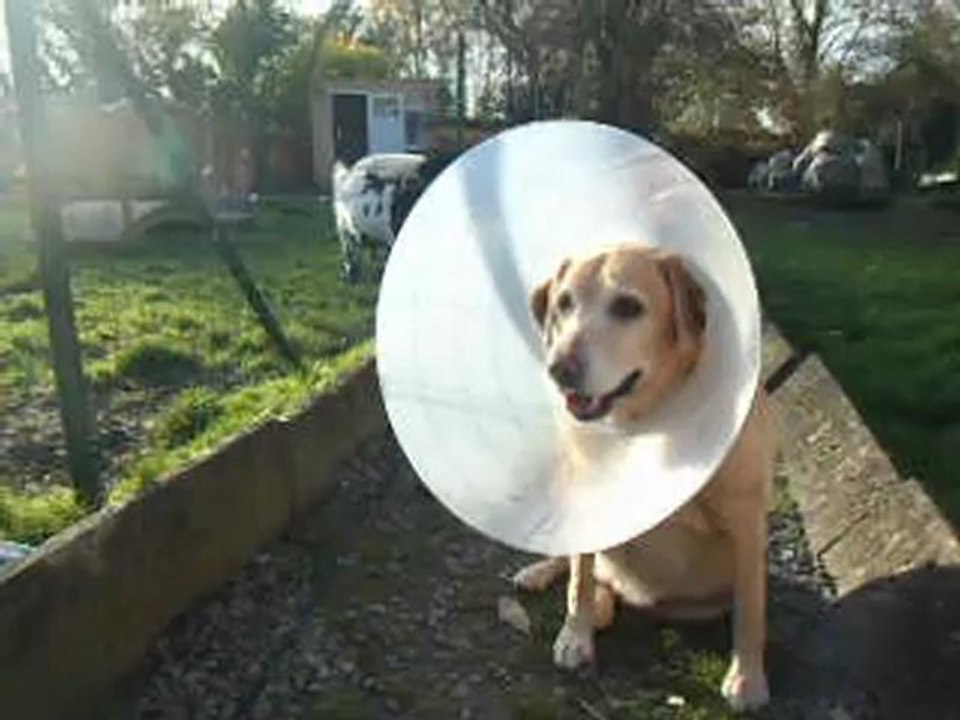 Fiby et sa collerette - Novembre 2012 (3)