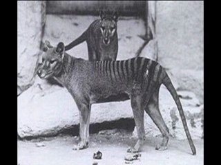 IX° colloque de cryptozoologie (Engreux, Belgique) 2010