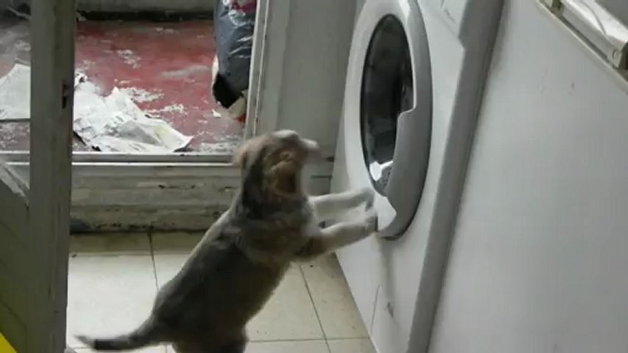 youki et la machine à laver