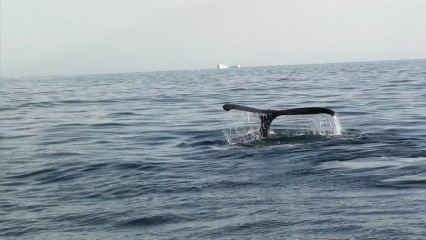 Algol voyage dans les glaces