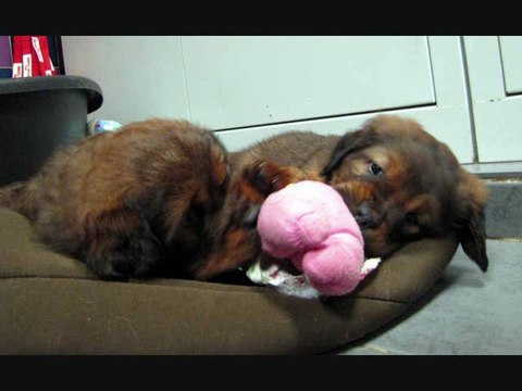 Dawa Dangpo Dhadul aux Amis des Bêtes Aix-les-Bains