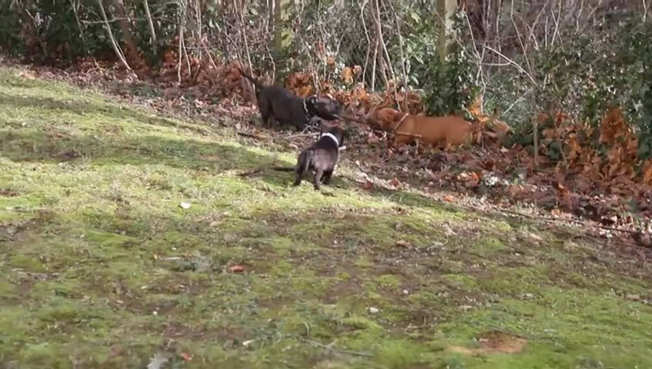 chiots staffies 6 semaines