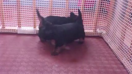 Première portée de Frimousse et Gino