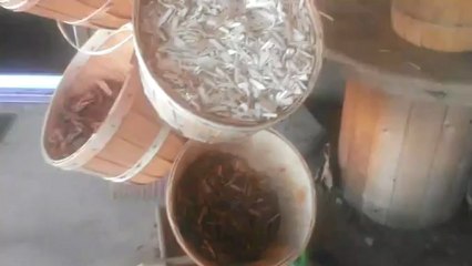 mulch,bark,woodchip,playchip