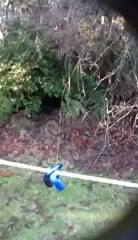 Cool dog leashed run