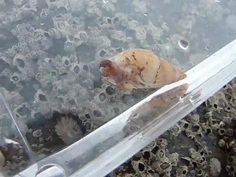 Un bernard-l'hermite un instant sans coquille