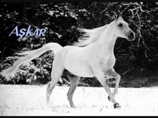 Halil Kumova - Basi Pare Pare