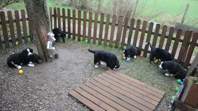 Chiots Dune et Che 7 semaines et demi 001