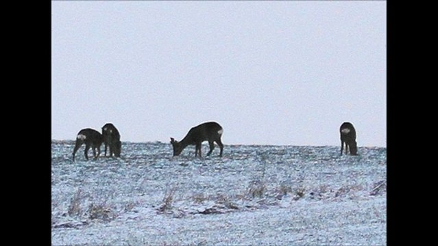 Roe, chevreuils en début de journée le 13-01-2013 entre 08:00' et 09H30' par temps froid.