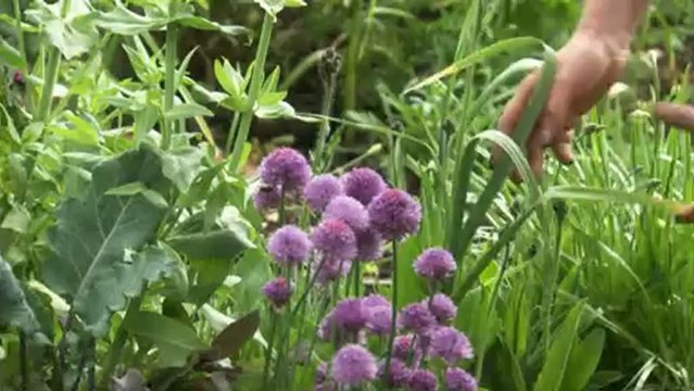 Edible Garden - Peas & Beans