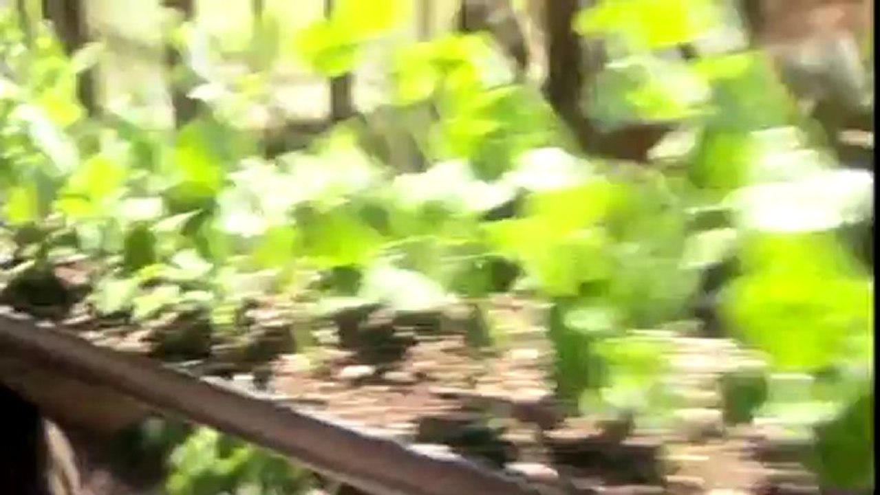 Grow Your Own Veg ~ Bean Feast