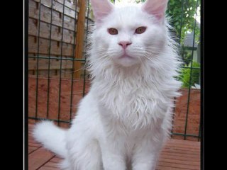 Maine Coon Tresor Blanc present ...