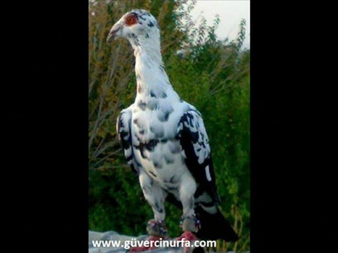 ARANS-ORANS-KEŞPİR FİLO GÜVERCİNLERİ guvercinurfa.com guvercinrehberi.com