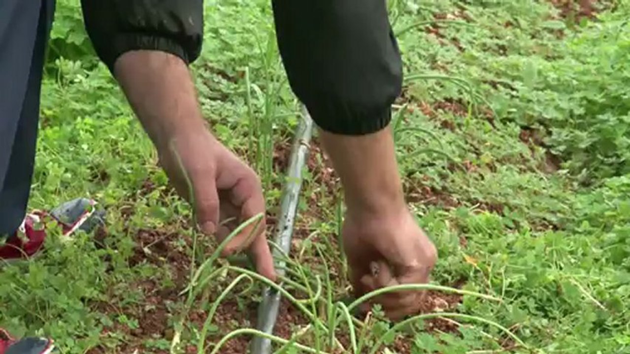 Gärtnern gegen die Krise