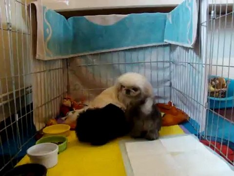 Nikita et ses 3 chiots de 6 semaines.