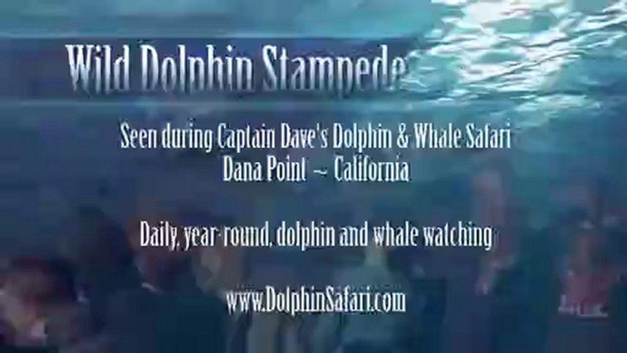 Ils rencontrent des centaines de dauphins en pleine mer