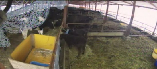 20130114の大雪の牧場②