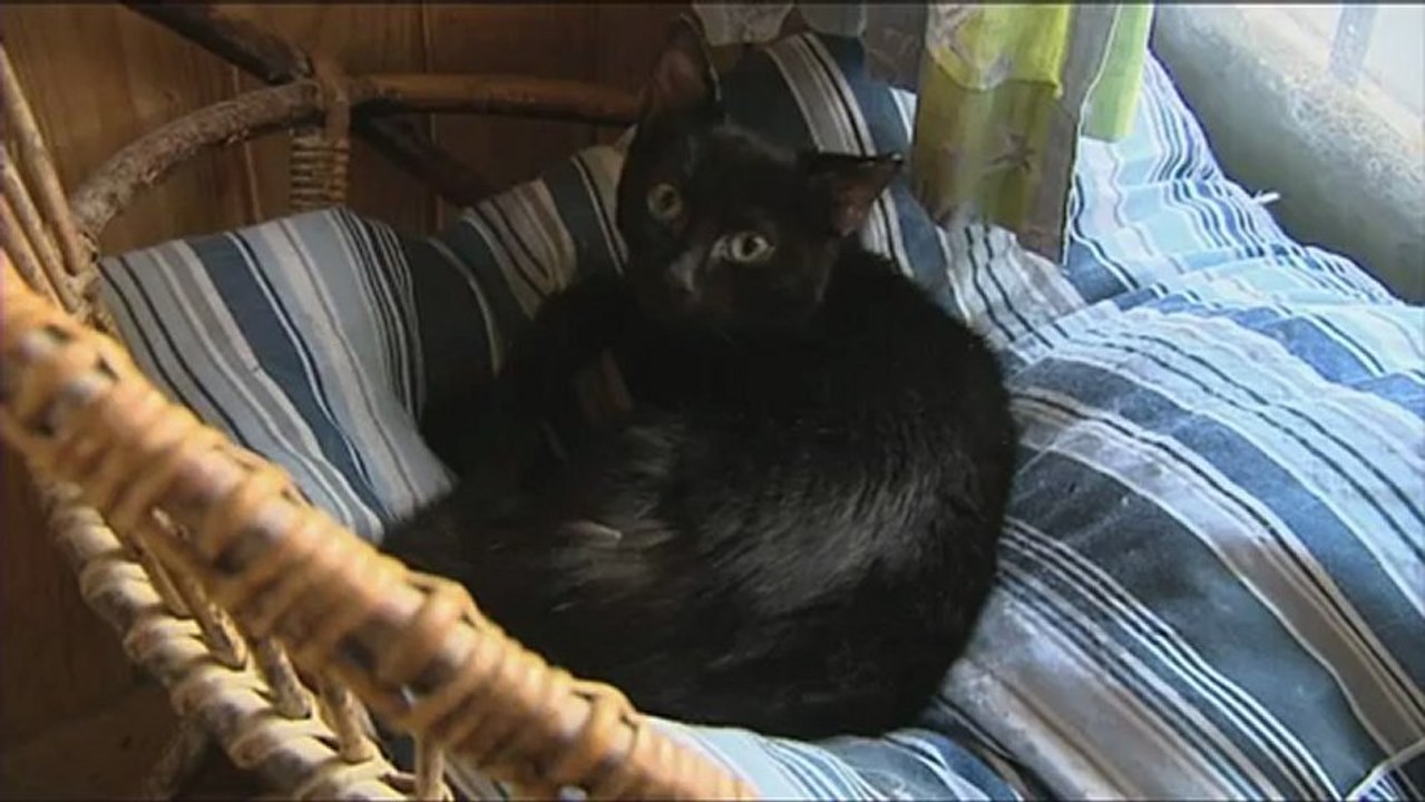 Animaux_domestiques