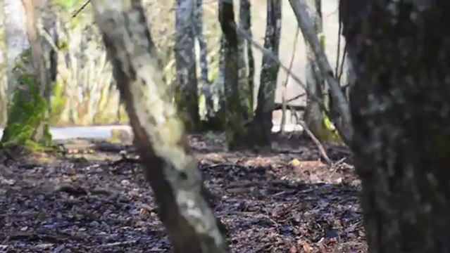 Quelques sangliers...