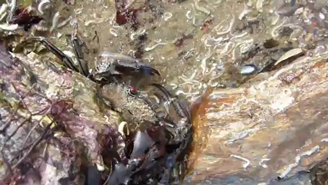 Étrille, le retournement