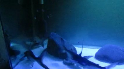 Pangasius Sanitwongsei (Challenger) 30-35 cm Salam Yerken