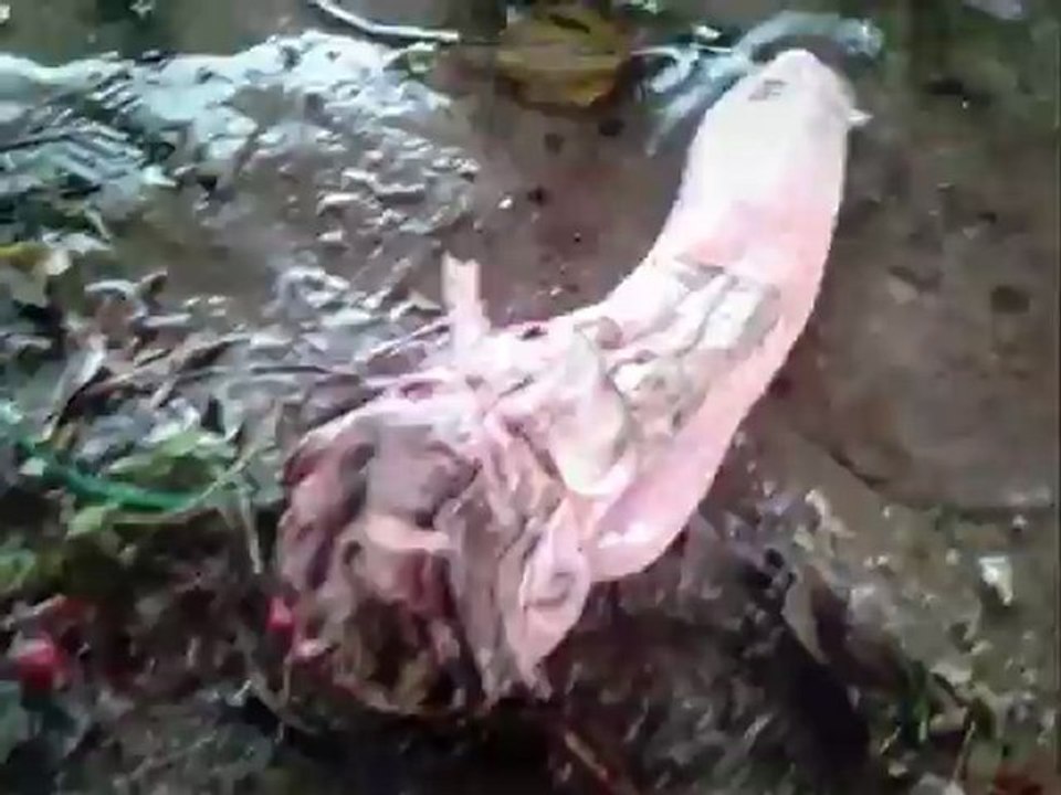 WP_20121221_001.MOV