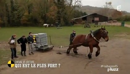 Voiture-Vs-Cheval Qui est le plus fort ?