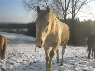 Jeux de Poneys - 14.01.2013