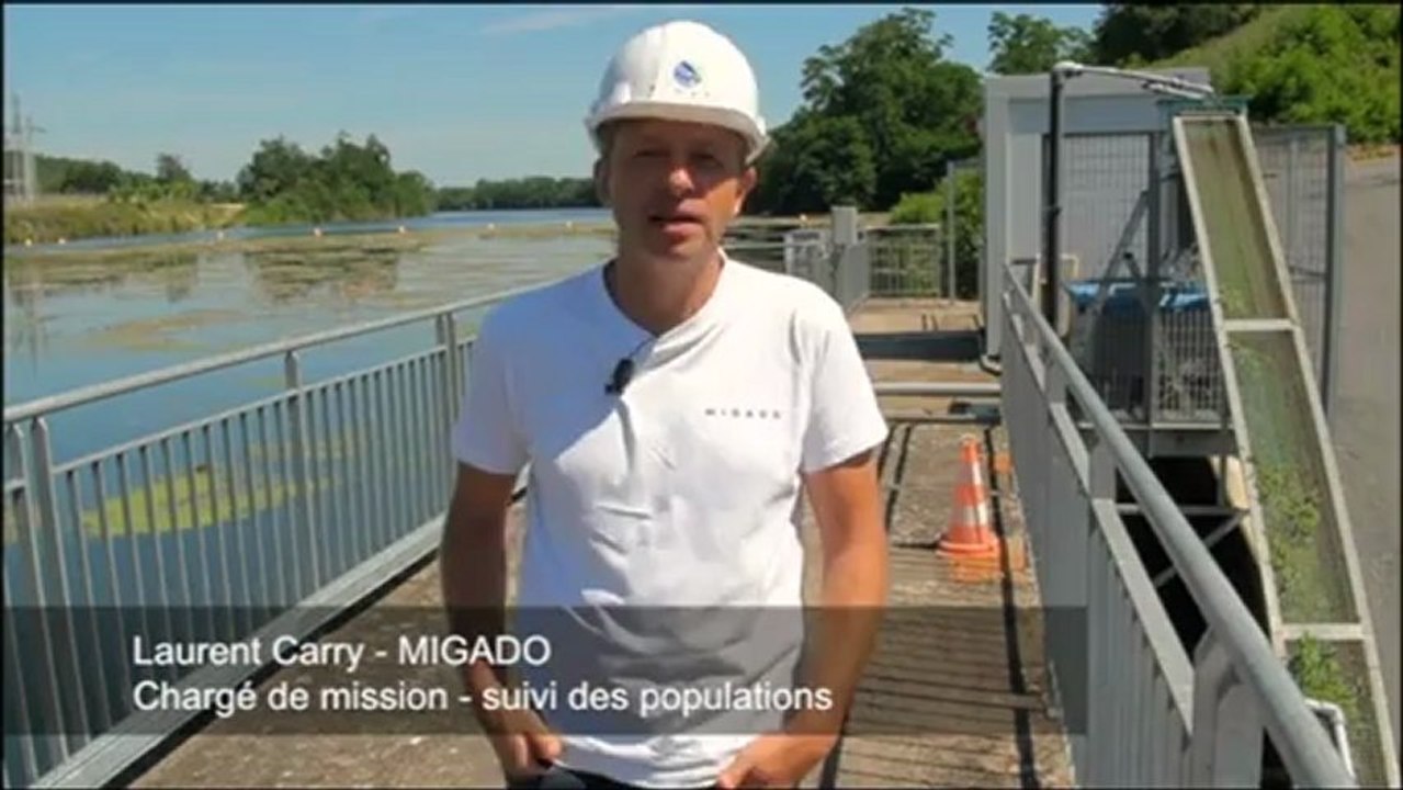 Quand les poissons franchissent le barrage de Tuilières