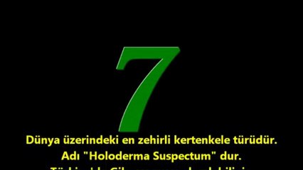 Dünyanın En Zehirli Hayvanları