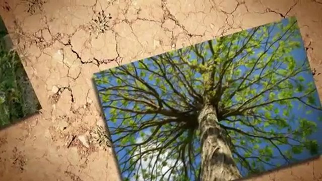 Dailon Marquez Landscaping (703) 937-7555