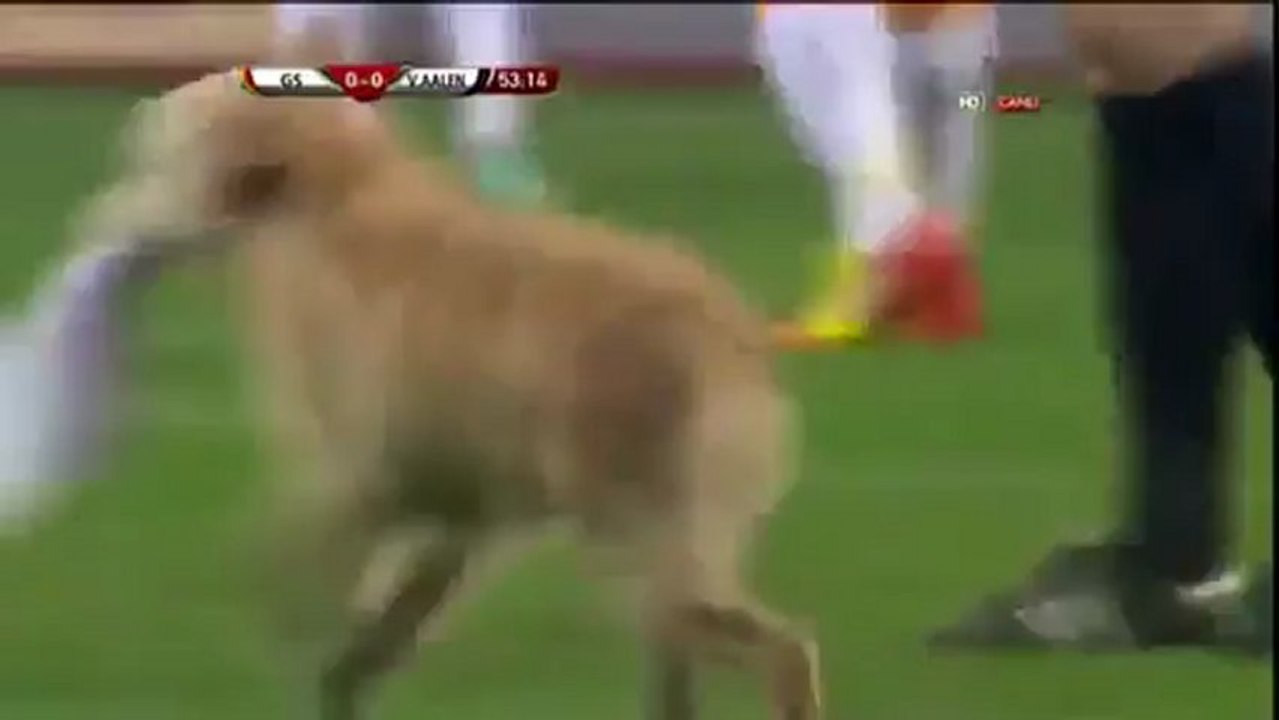 Two dogs join footballers at Galatasaray - Ahlen
