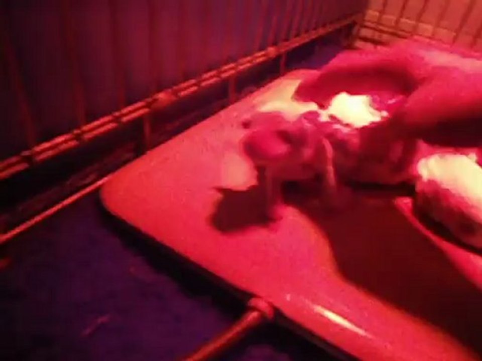 Les chiots de Gribouille le 24 novembre 2012