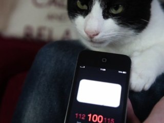 Ce chat fait autant de bruit en ronronnant qu'un marteau-piqueur !