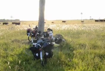 vaches