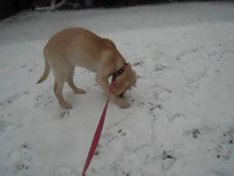 Honey dans la neige - Janvier 2013