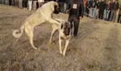 corcun eniği alaylı hacının tayfunla paşa