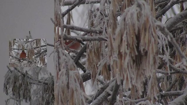 выход картинки