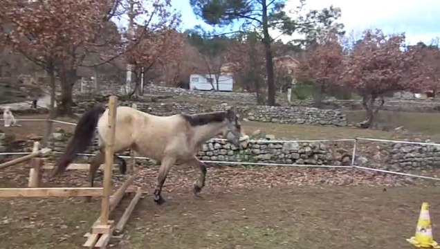 14 janvier 2013 seance saut en liberté Véo (4)