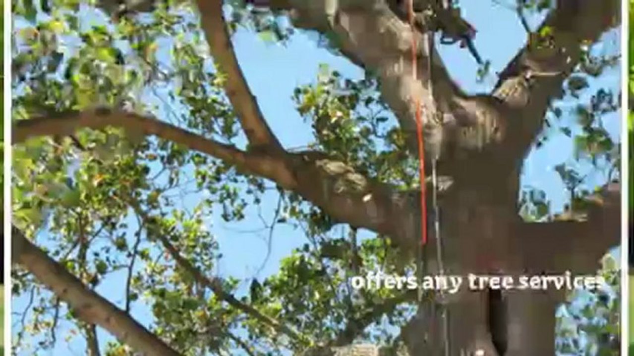 Tree Service San Jose CA - San Jose Tree Service